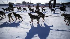 Veteran and local mushers will compete in Kobuk 440 this year