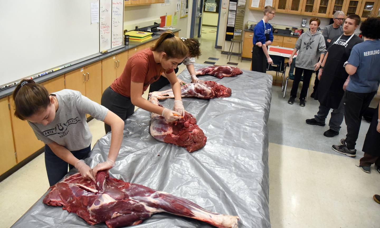 Moose butchering class