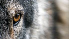 It's far past time for Alaska to protect Denali wolves with a buffer zone