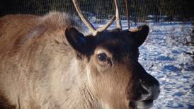 Scientist looks to be ‘Japanese Santa,’ mushing reindeer across tundra