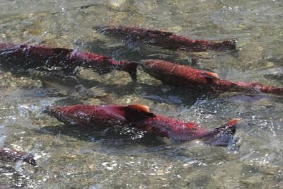 Feds launch yearlong review to determine whether to list Alaska king salmon as endangered species
