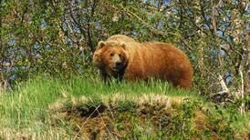 Hunter mauled by brown bear he shot near Anchorage’s Ship Creek, official says