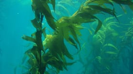 Kelp is key for giving your organic garden a microbial boost 