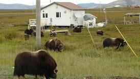 ‘A game mismanagement problem’: After fatal goring, Nome group demands state change its approach to musk oxen