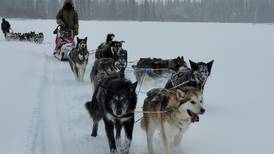 Over the past 100 years, sled dogs have helped maintain the wildness of Denali National Park