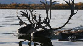 State adopts reduced subsistence hunting limit for Western Arctic caribou of 15 animals a year