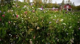 Cover crops can add valuable organic material to your garden soil
