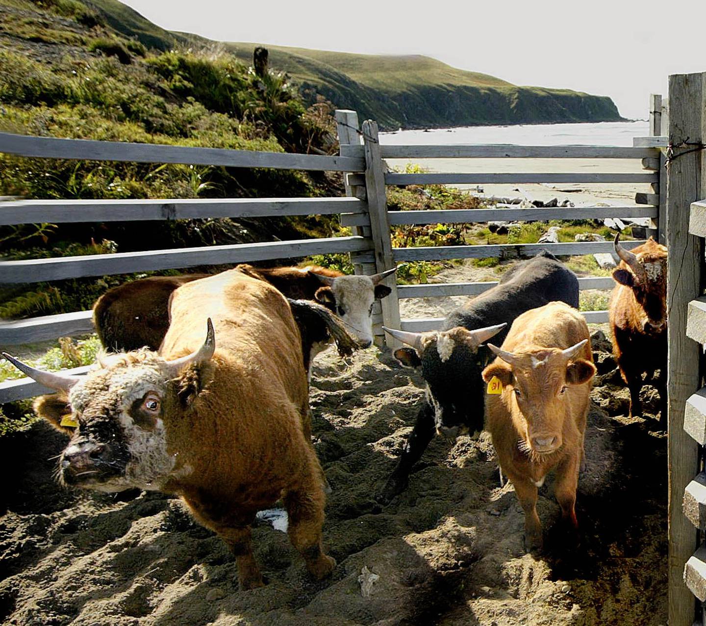 Island cattle