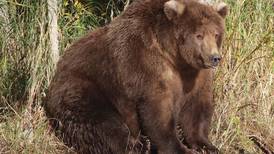 America’s fattest bear has been crowned in Alaska