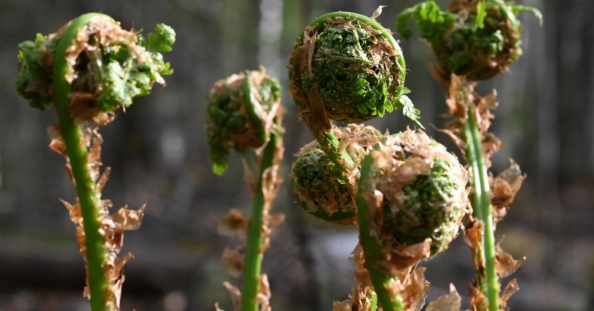It’s fiddlehead season, a favorite but fleeting time of year for ...