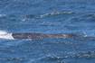 One of the world’s rarest whales sighted off California coast