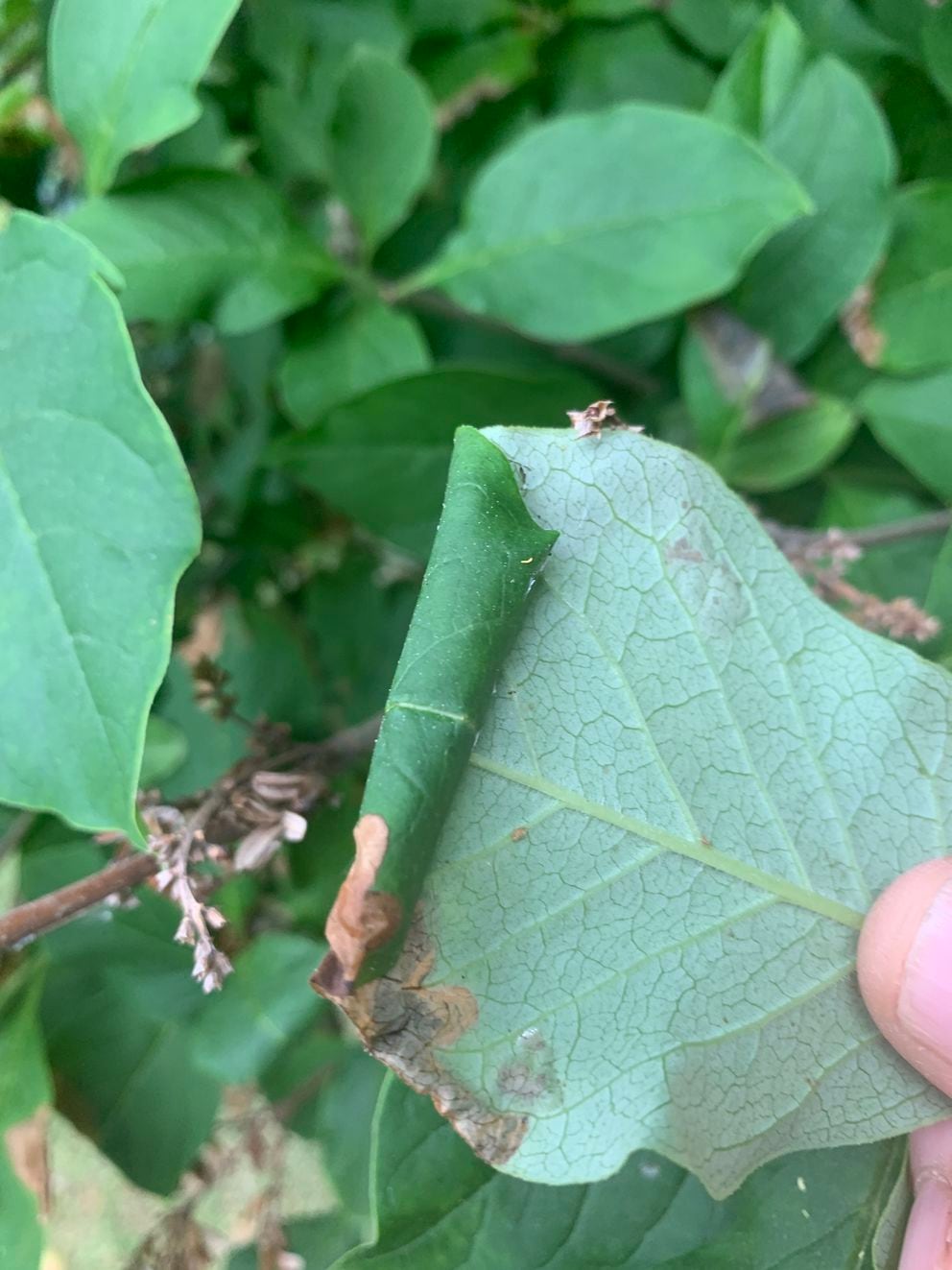 Here S What S Going On With Those Blotchy Brown Spots On Your Lilac Bush Anchorage Daily News