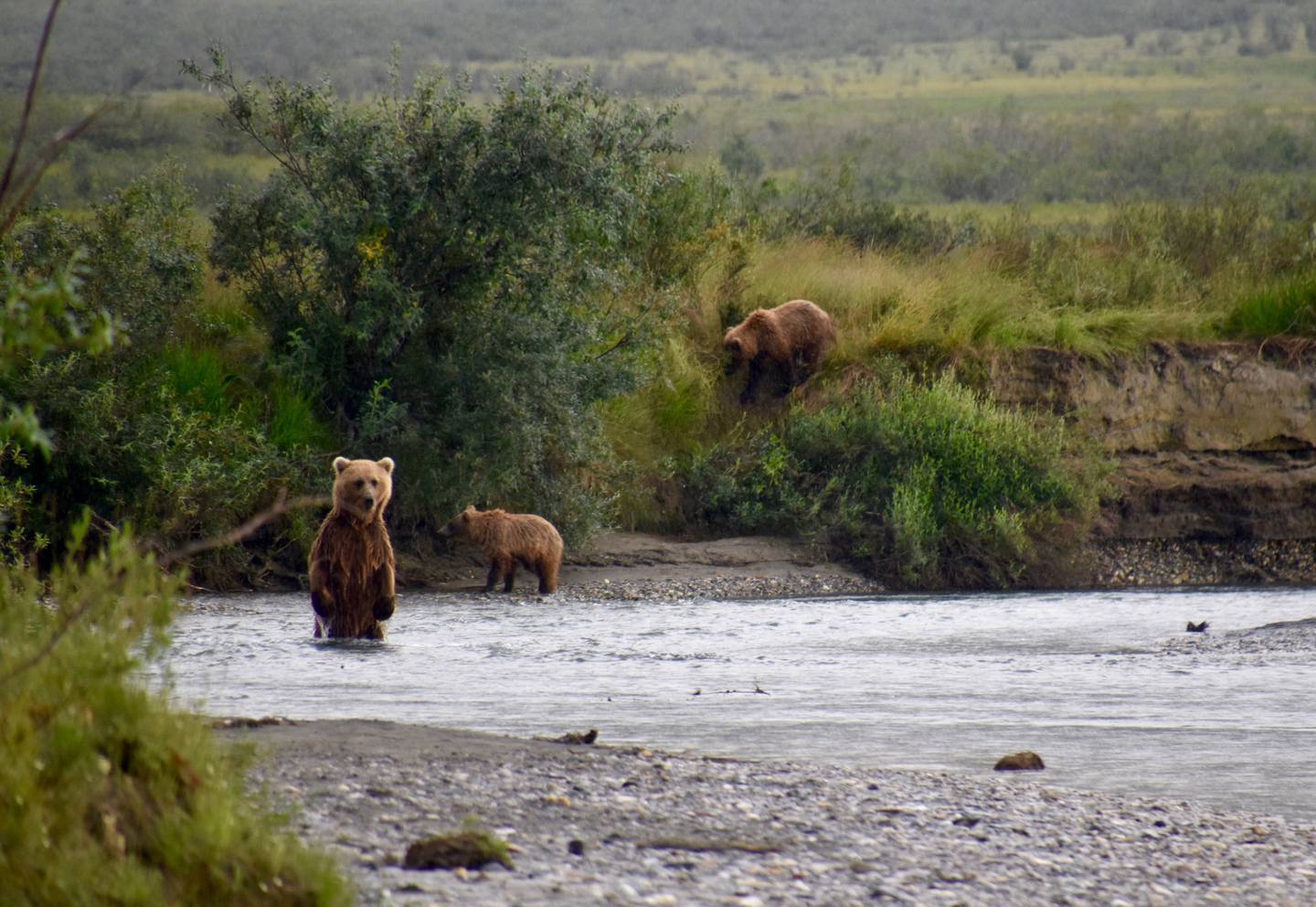 Bears at Arctic National Park and Preserve