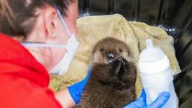 Newborn otter recovering in Seward after encounter with orcas witnessed by wildlife rescuer 