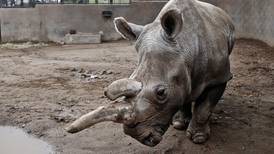 Endangered white rhino Nola dies at San Diego Zoo Safari Park