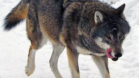 Should the Feds list an Alaska wolf as threatened or endangered?