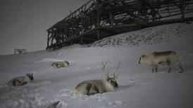 How reindeer eyes evolved to survive dark winters