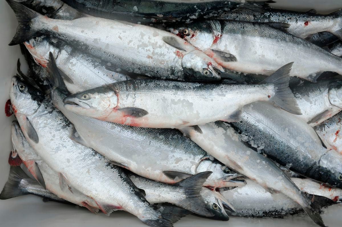 Copper River salmon return may not be huge, but at least they're en