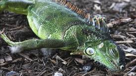 Iguanas fall from trees as South Florida gets its coldest night in years