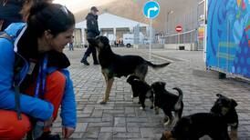 Olympic athletes pitch in to help curb problem of wild dog packs roaming city's streets