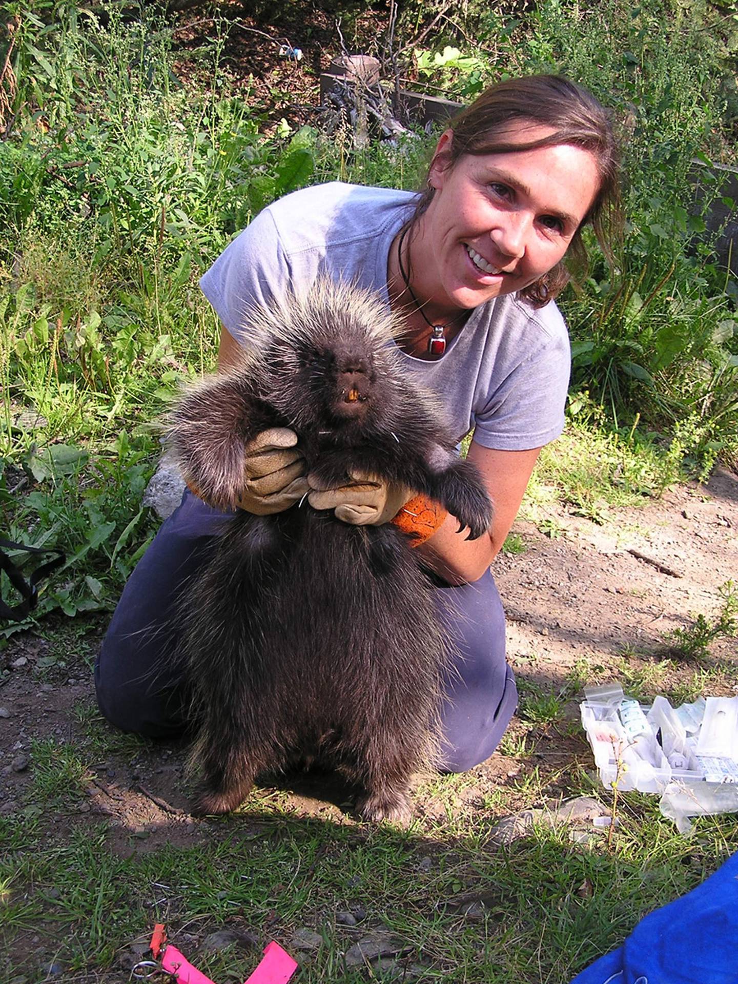 Jessy Coltrane and a porcupine she is studying in Anchorage