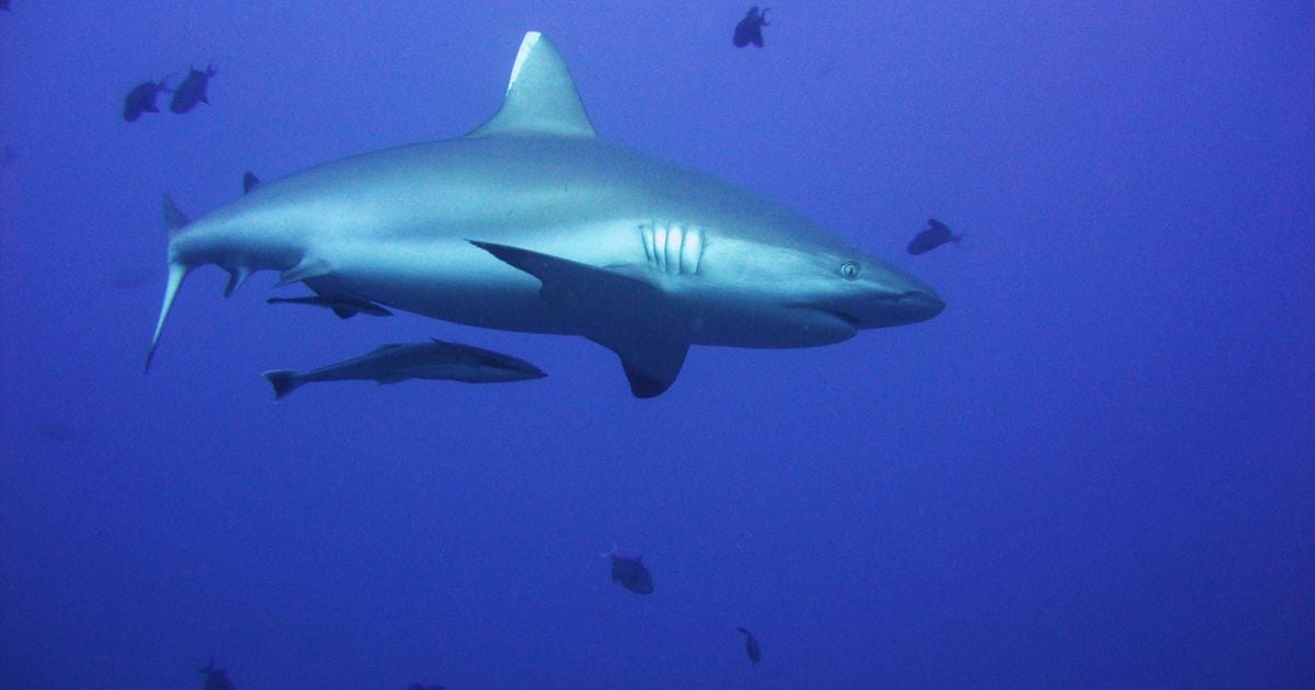 Shark scientists explain what’s right and what’s wrong with Shark Week