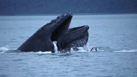 Study reveals 30% decline in Alaska humpbacks in last decade