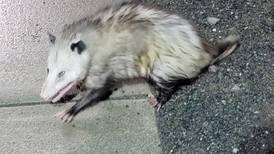 Opossum that ran loose in Homer for weeks finds a home at the Alaska Zoo