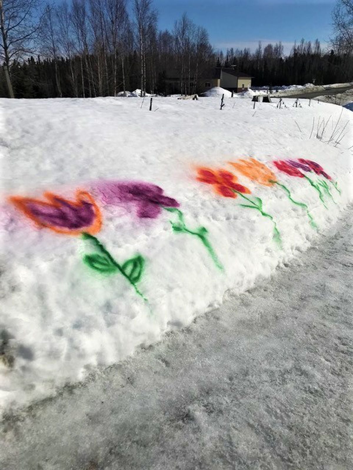 A snow berm in Soldotna is spray-painted with flowers. A sister and brother team, ages 9 and 11, wanted to bring some joy to people during the pandemic. (Kathleen Tarr photo)