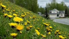 Fighting dandelions in your lawn is a losing proposition