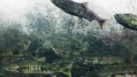Are hatchery releases affecting Alaska’s wild salmon?