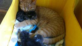 Handicapped male cat nurtures kittens abandoned in Ketchikan