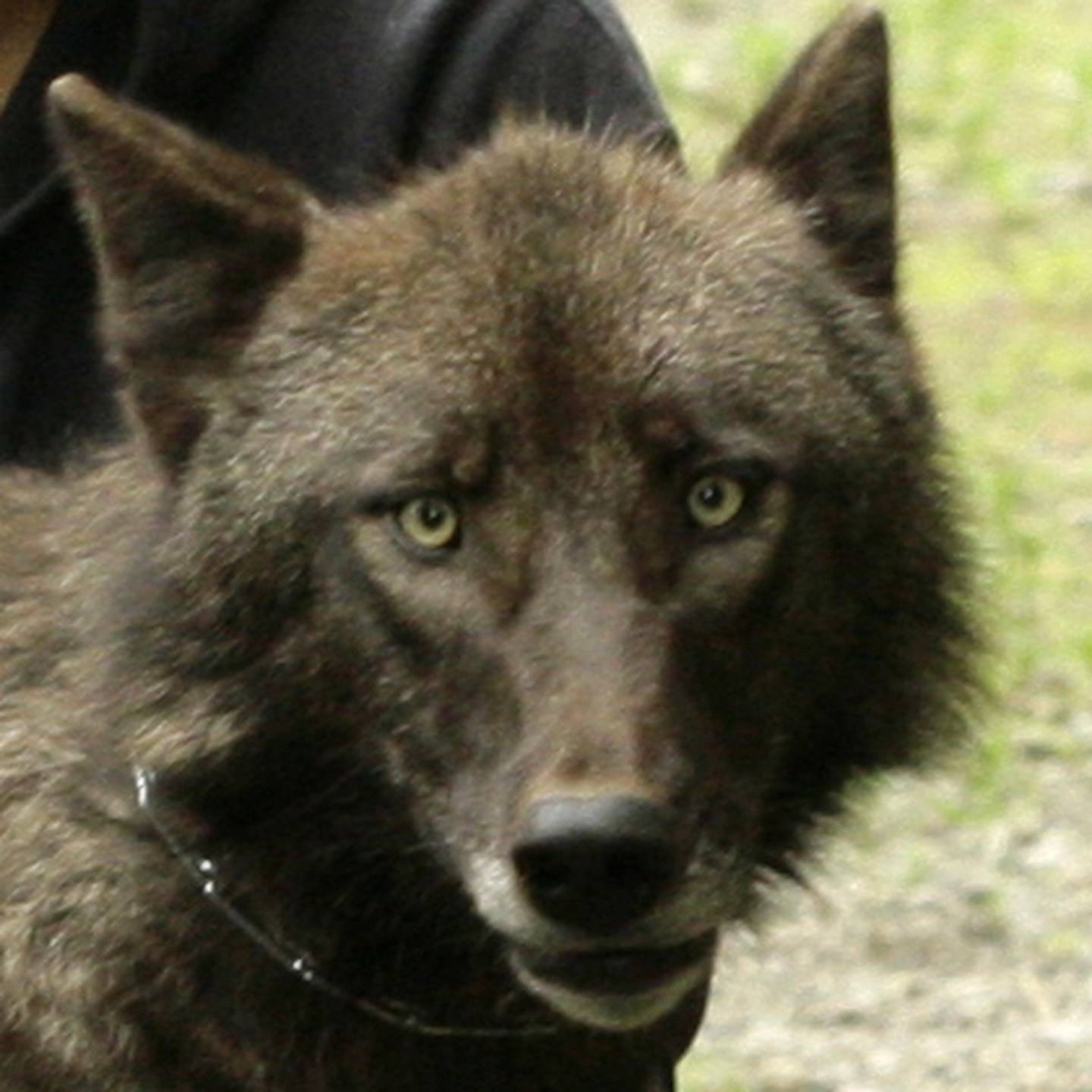 Alaska Zoo wolf, Windy