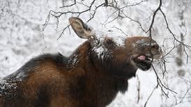 Letter: Kincaid moose hunt