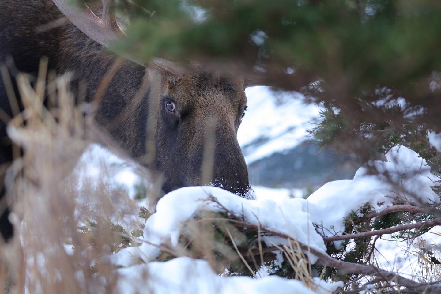 A moose giving a steely look