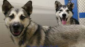 AACCC Adoption of the Week: Meet Ed and Bob