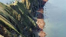 Donors step in to help keep walrus haulout on Round Island open to visitors