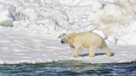 Bering Strait village set to launch polar bear patrol