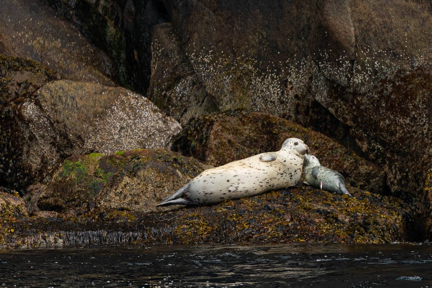 Kenai Fjords National Park, Resurrection Bay, harbor seal, seal