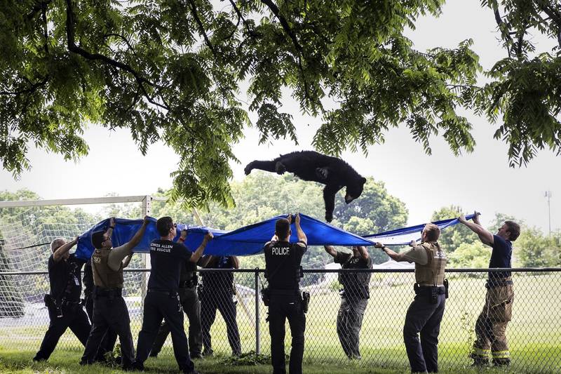 Black bear falls from tree into waiting tarp after being tranquilized by officials in suburban Pennsylvania
