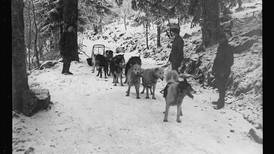 The story of the Alaska sled dogs that helped the French in World War I