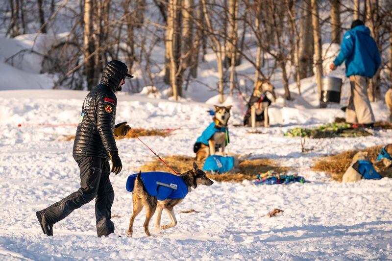 Peter Kaiser walks one of his dogs in Takotna on Wednesday, March 11, 2020 during the Iditarod Trail Sled Dog Race. (Loren Holmes / ADN)