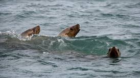 NOAA increases reward to $20K for information on endangered sea lion killings