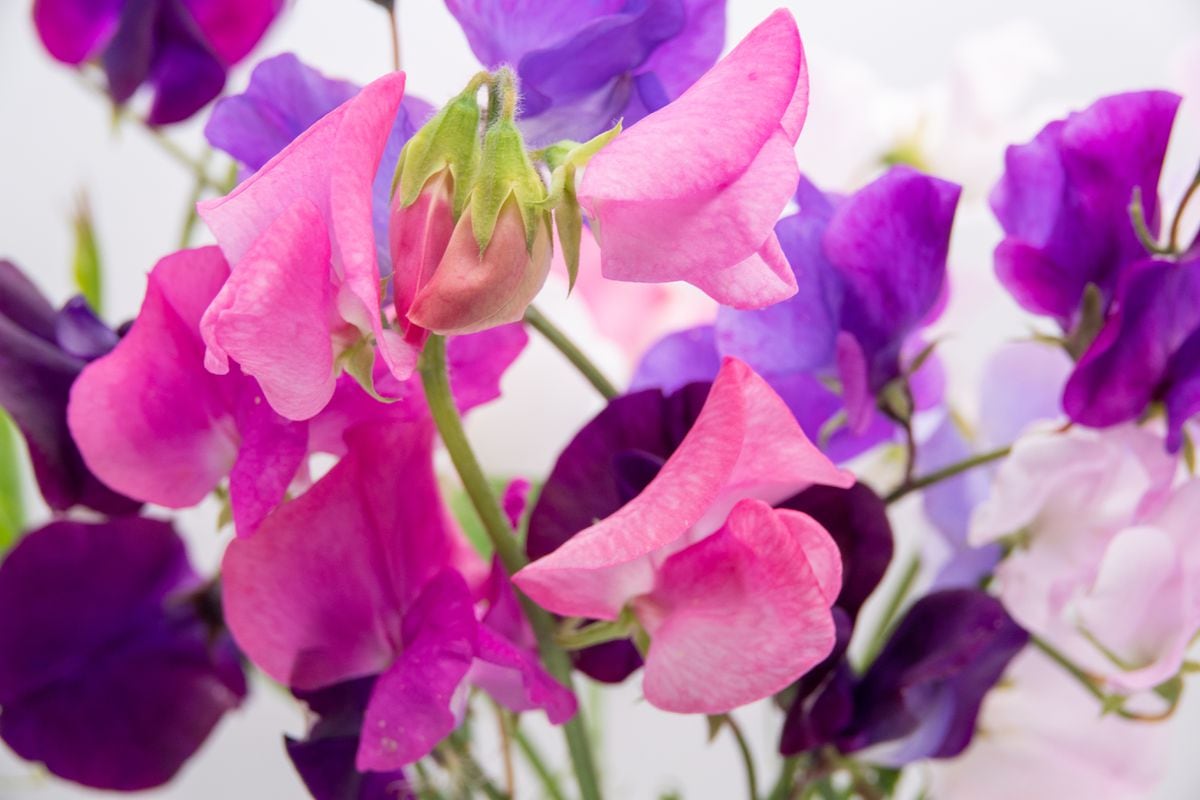 This Is The Year To Try Starting Your Sweet Peas In February Anchorage Daily News