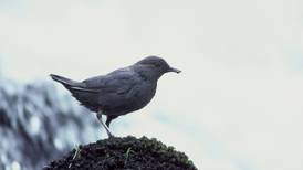 For some Alaskan birders, a good time to view American Dipper