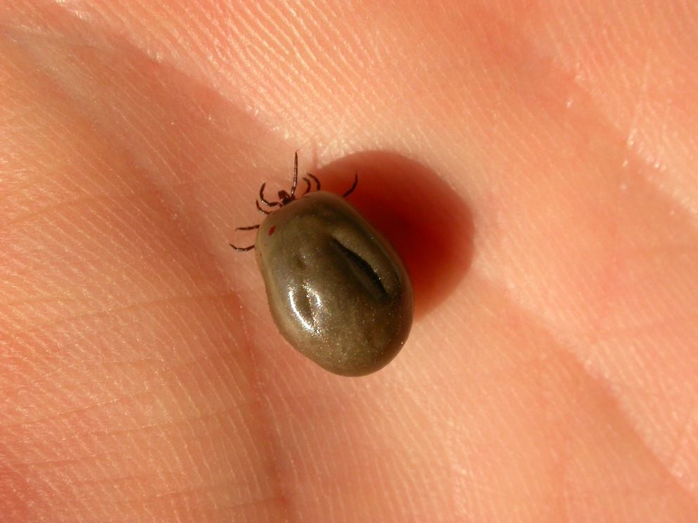 Exotic Ticks Appear To Be Establishing Themselves In Alaska Anchorage
