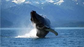 NOAA accepting comments on new noise guidelines for marine mammals