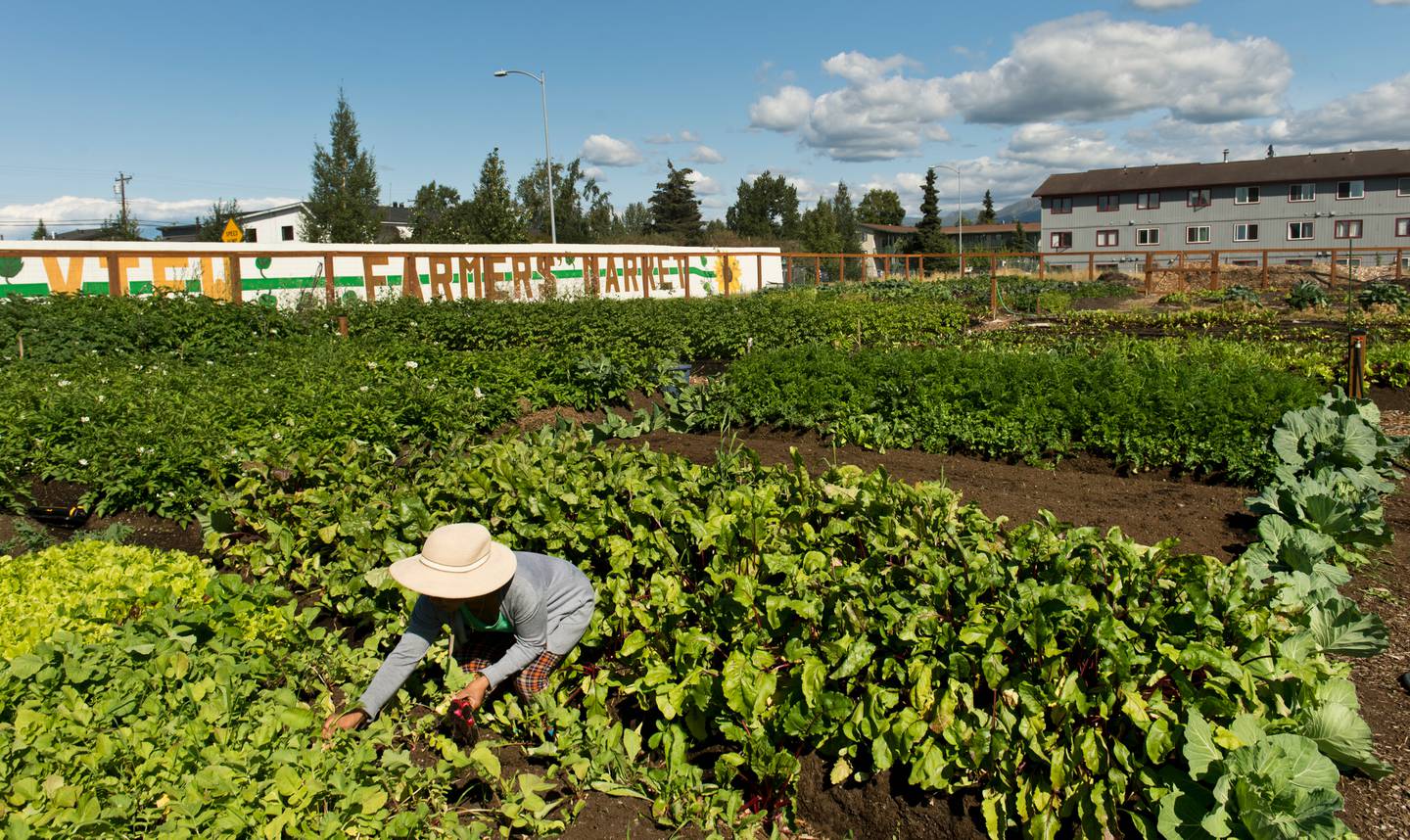 Grow North Farm, Anchorage Community Land Trust, Mountain View, farmers market