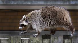 Farmed for their fur or taken as pets, raccoons aren’t indigenous to Alaska, but they have a long and interesting history