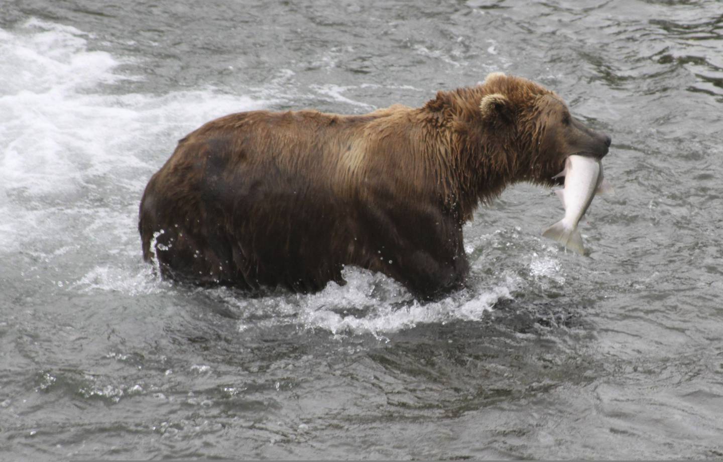 Travel-Trip-Alaska-Katmai Bears
